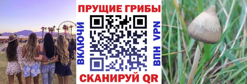 Галлюциногенные грибы мухоморы  даркнет сайт  Кохма 